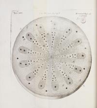 (BOTANY) GREW, NEHEMIAH. The Anatomy of Plants. London, 1682. First edition.