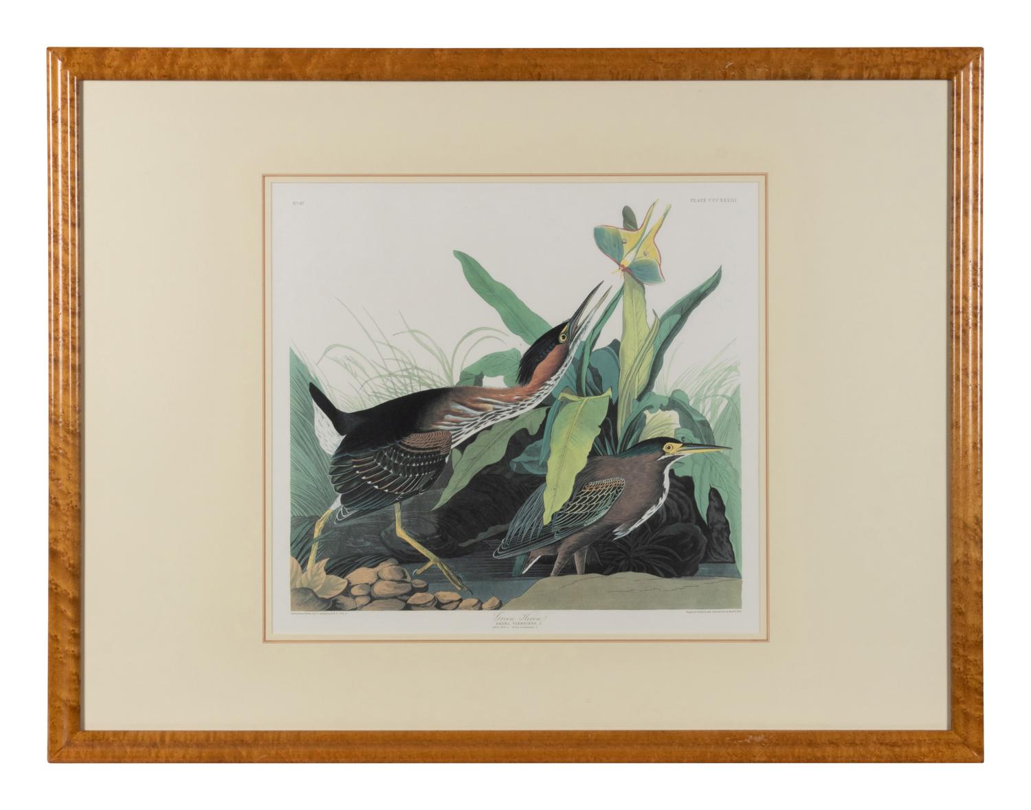 [AUDUBON]. Green Heron. 20th century reproduction. Matted and framed.