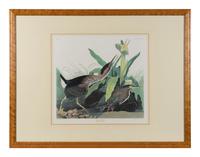 [AUDUBON]. Green Heron. 20th century reproduction. Matted and framed.