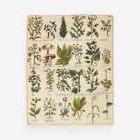 [Science, Medicine, & Mathematics] [Culpeper, Nicholas] Sibly, E(benezer). Culpeper's English Physician; and Complete Herbal...