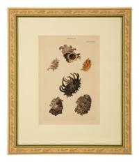 Conchologia Systematica: Eight Plates, 1841