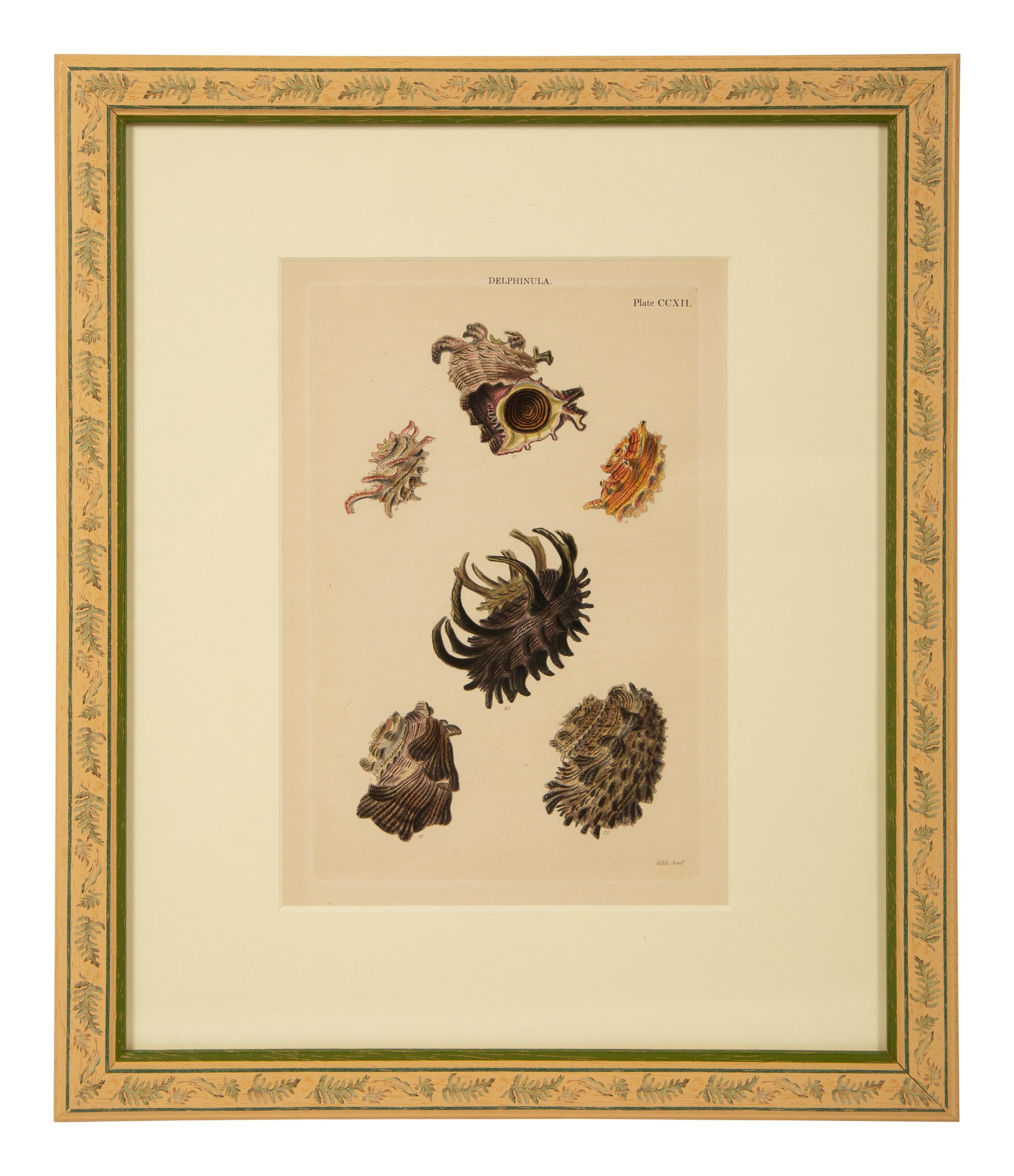 Conchologia Systematica: Eight Plates, 1841