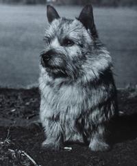 Four Photographs of Norwich Terriers Largest: 18 1/2 x 23 1/2 inches. — Constance Larrabee
