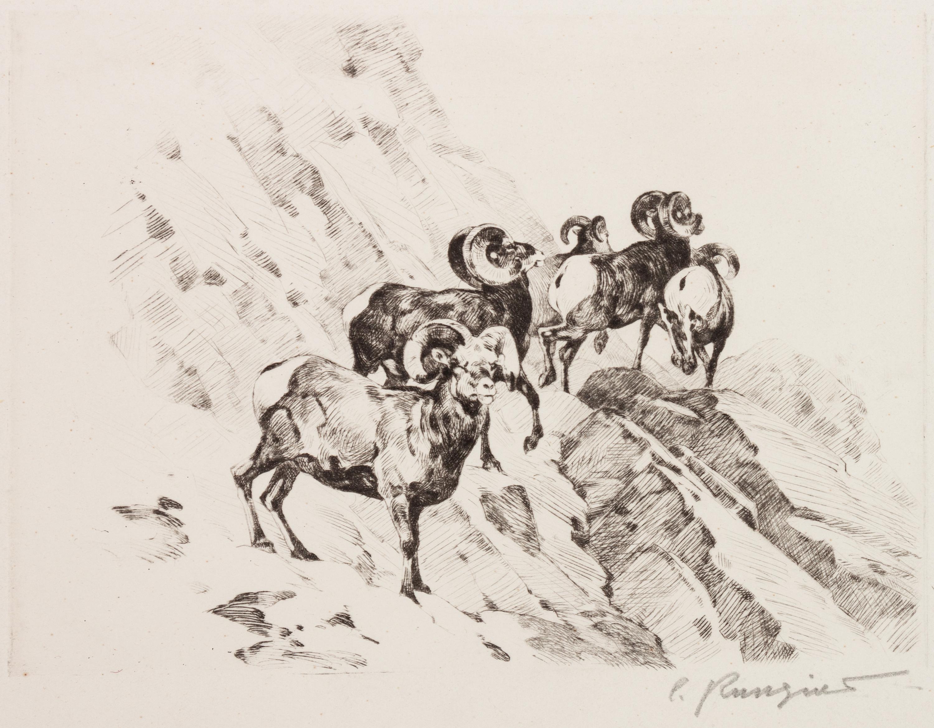 Rams