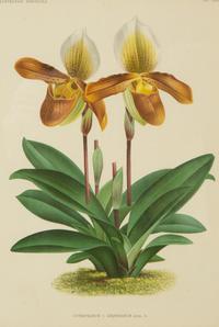 Seven Gilt Framed Botanical Chromolithgraphs After J. Linden and Others — 20TH CENTURY