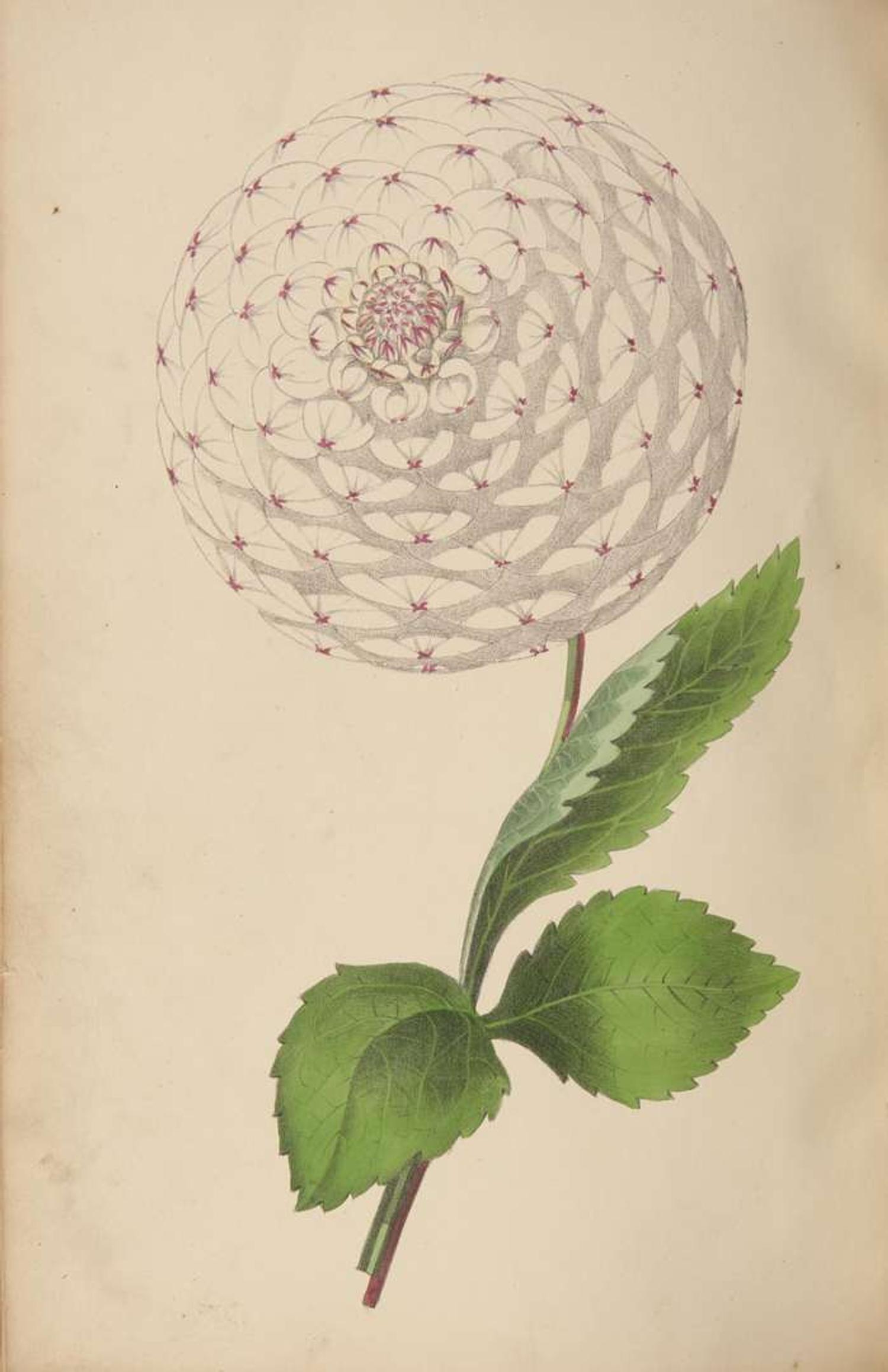 [Color-Plate Books] Rosenberg, (Mary Elizabeth): The West of England Florist's Magazine