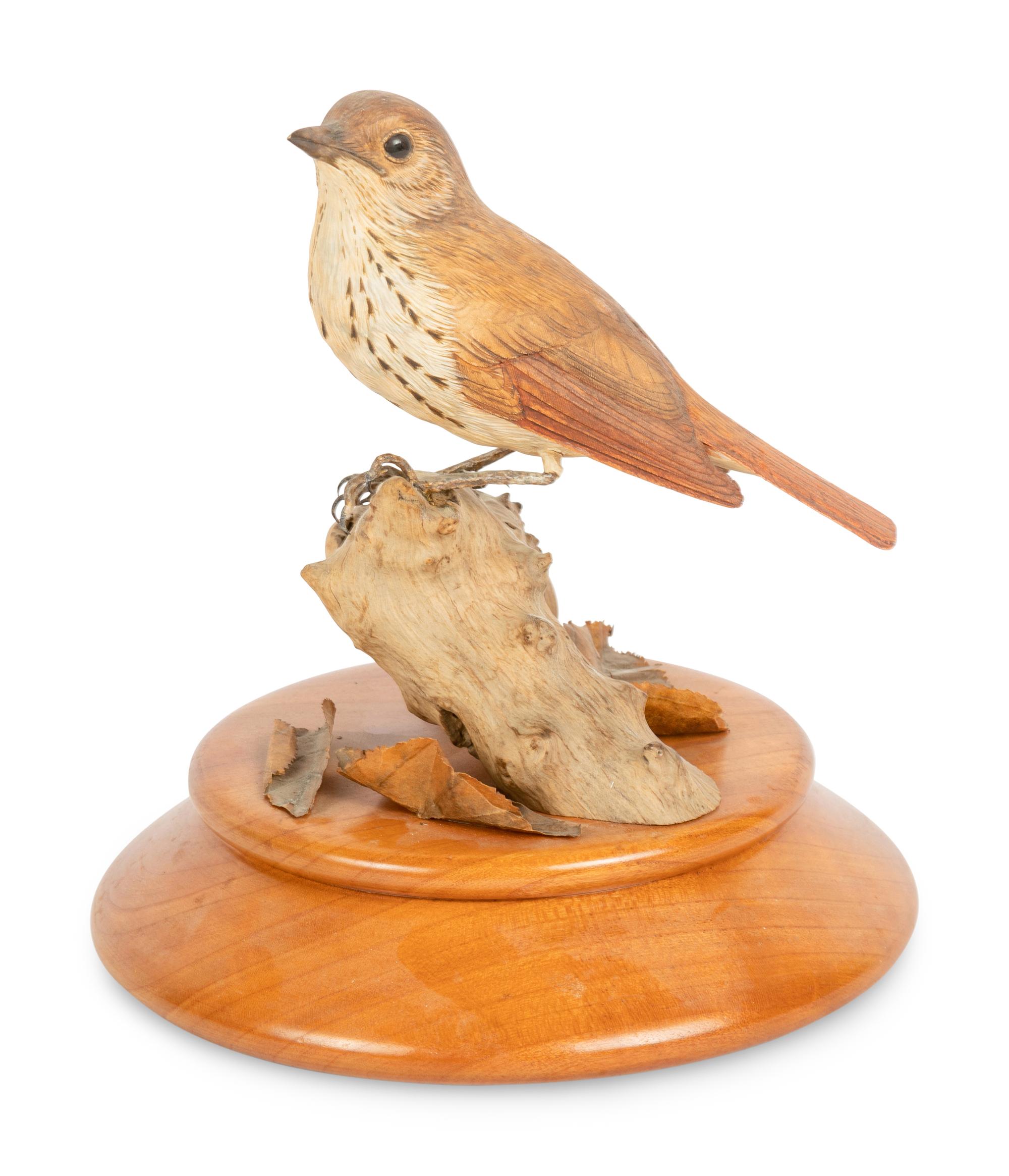 Hermit Thrush