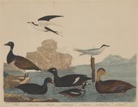 Alexander Lawson (1773-1846) and John G. Warnicke (died 1818), After Alexander Wilson (1766-1813), A Set of Sixteen Hand-Colored Engravings of Various Birds