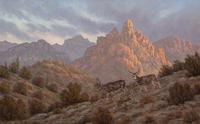 Red Mountain Mule Deer