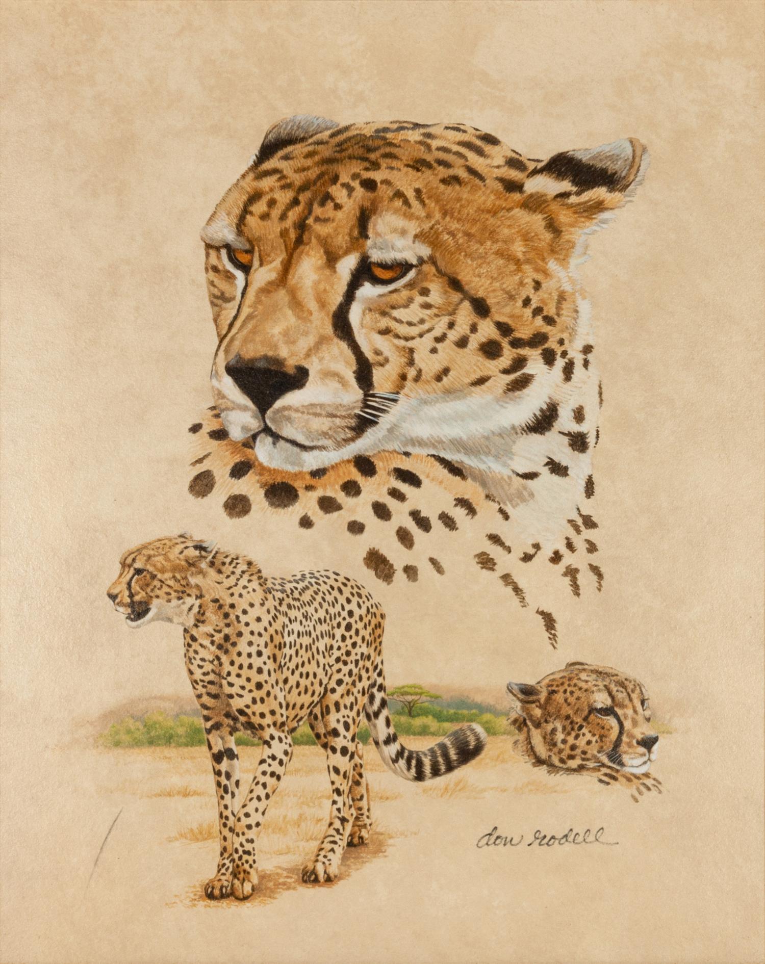 Cheetah Study