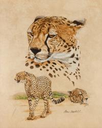 Cheetah Study