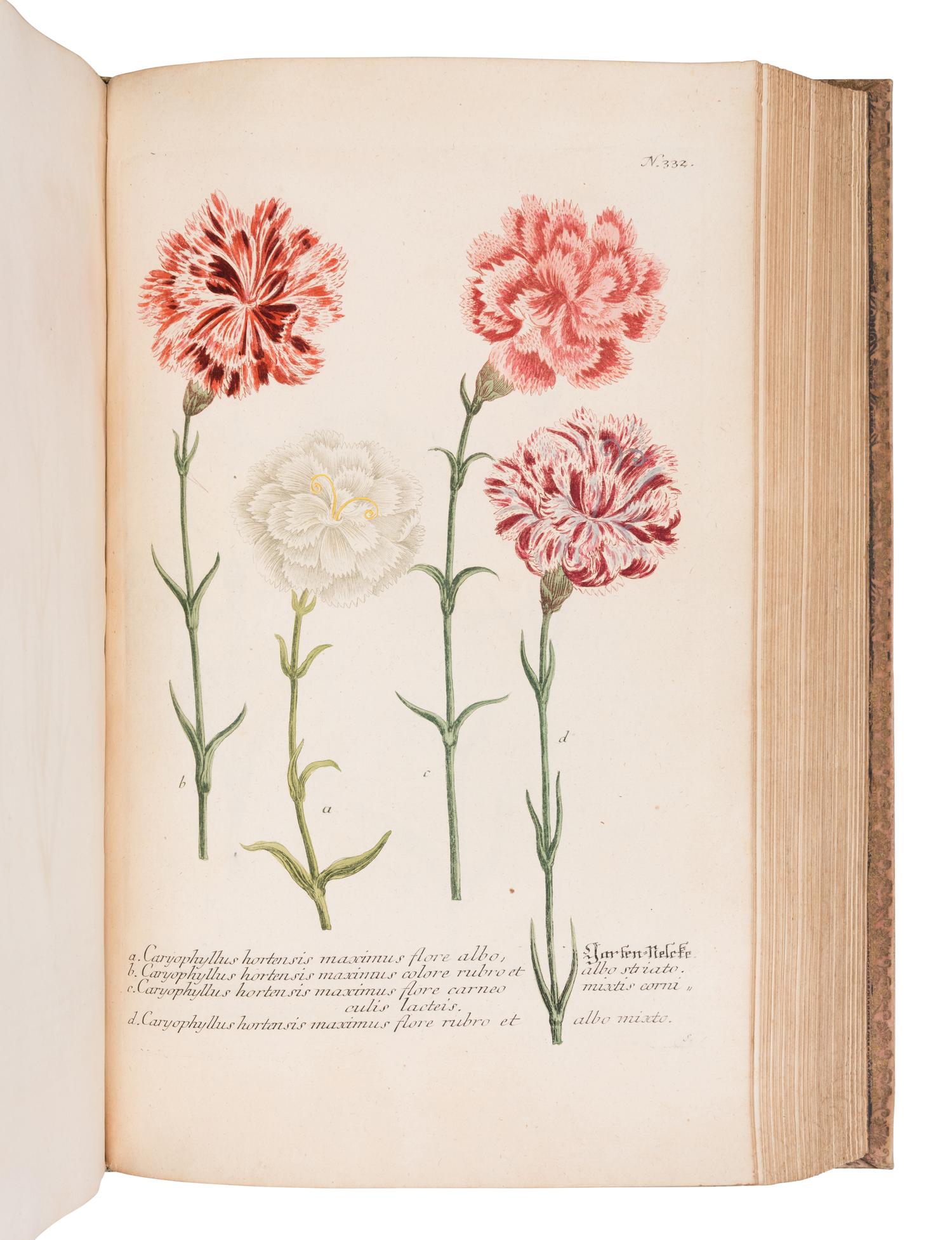 [NATURAL HISTORY]. WEINMANN, Johann Wilhelm (1683-1741). Phytanthoza - Iconographia, oder eigentliche Vorstellung etlicher tausend, wo wohl einheimisch als Ausländischer…. Regensburg: Hieronymo Lenz, 1739.