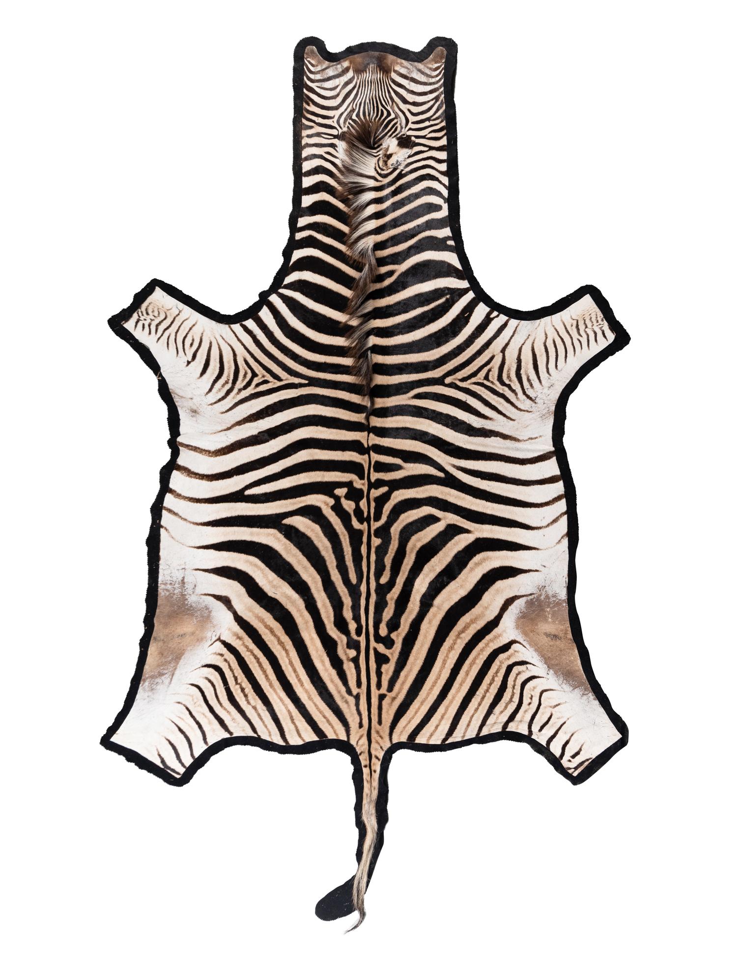 A Taxidermy Zebra Rug