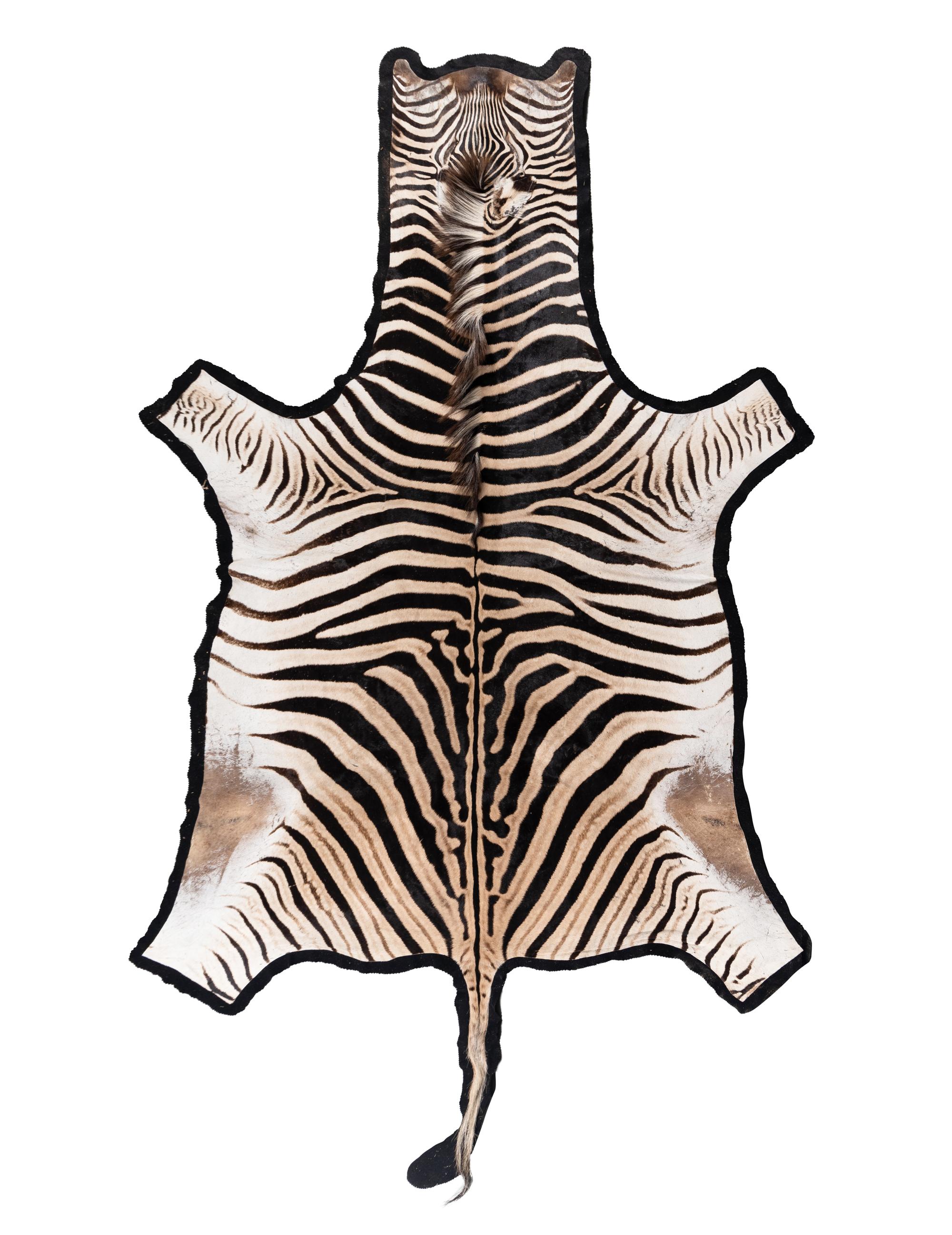 A Taxidermy Zebra Rug