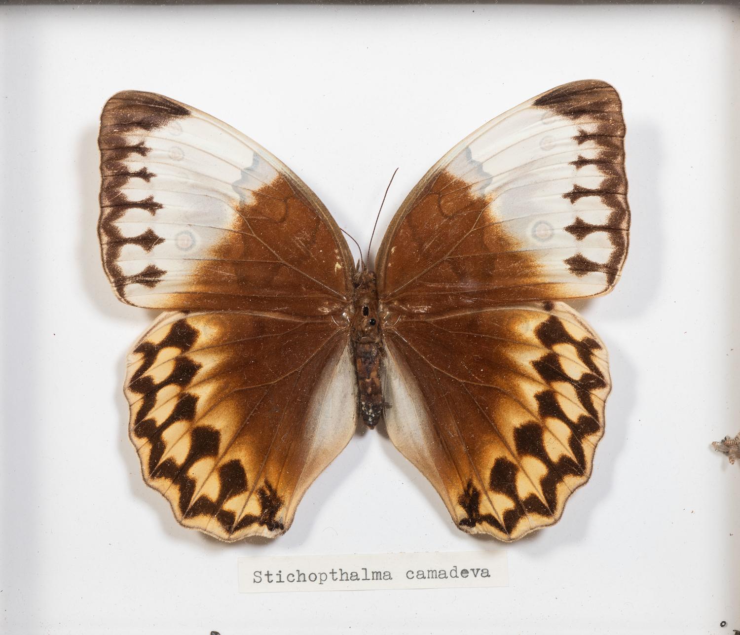 Seven Framed Groups of Lepidopterological Specimens