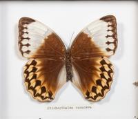 Seven Framed Groups of Lepidopterological Specimens