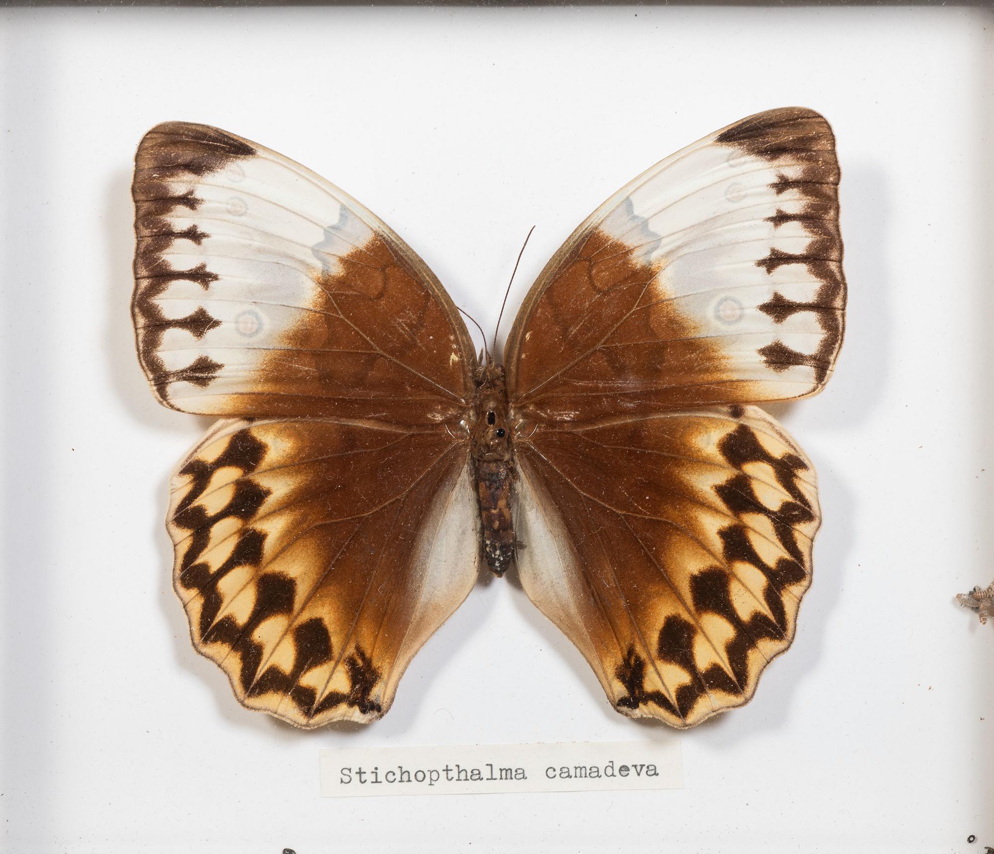 Seven Framed Groups of Lepidopterological Specimens