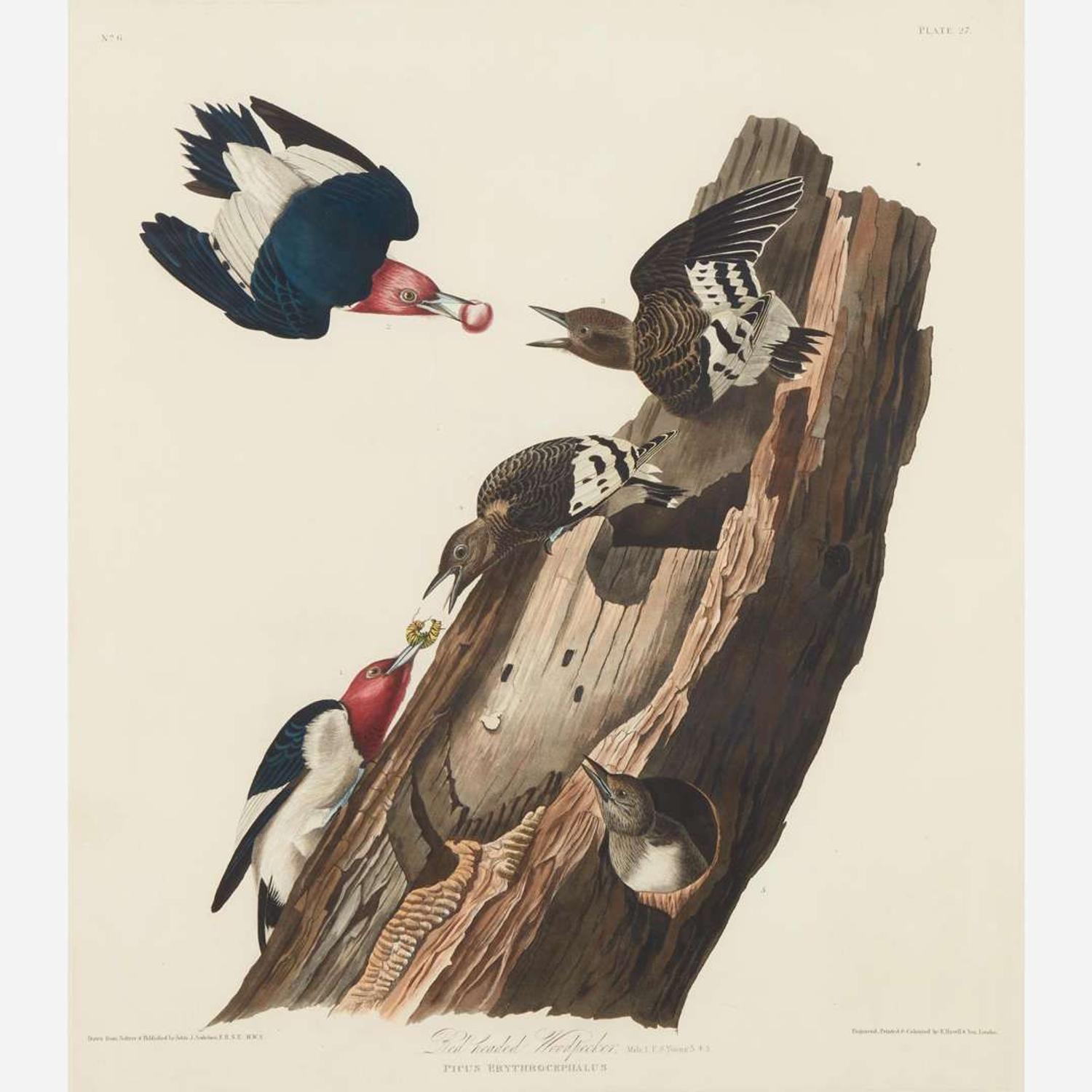 [Prints] Audubon, John James Red headed Woodpecker