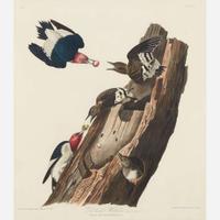 [Prints] Audubon, John James Red headed Woodpecker