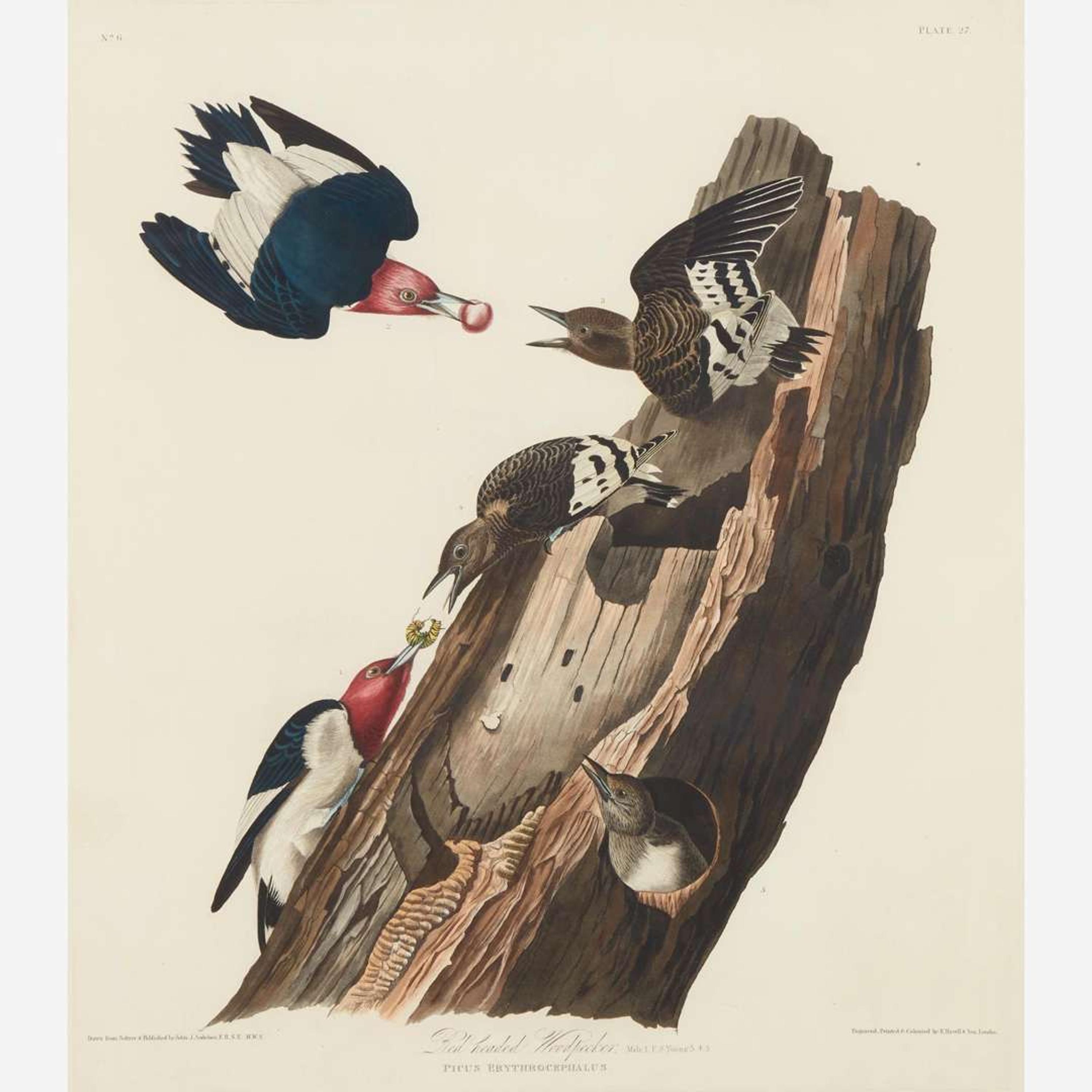 [Prints] Audubon, John James Red headed Woodpecker