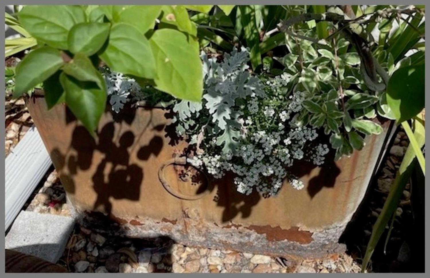 A Pair of Regency Style Oval Iron Framed and Zinc Tub-Form Planters with Ring Handles