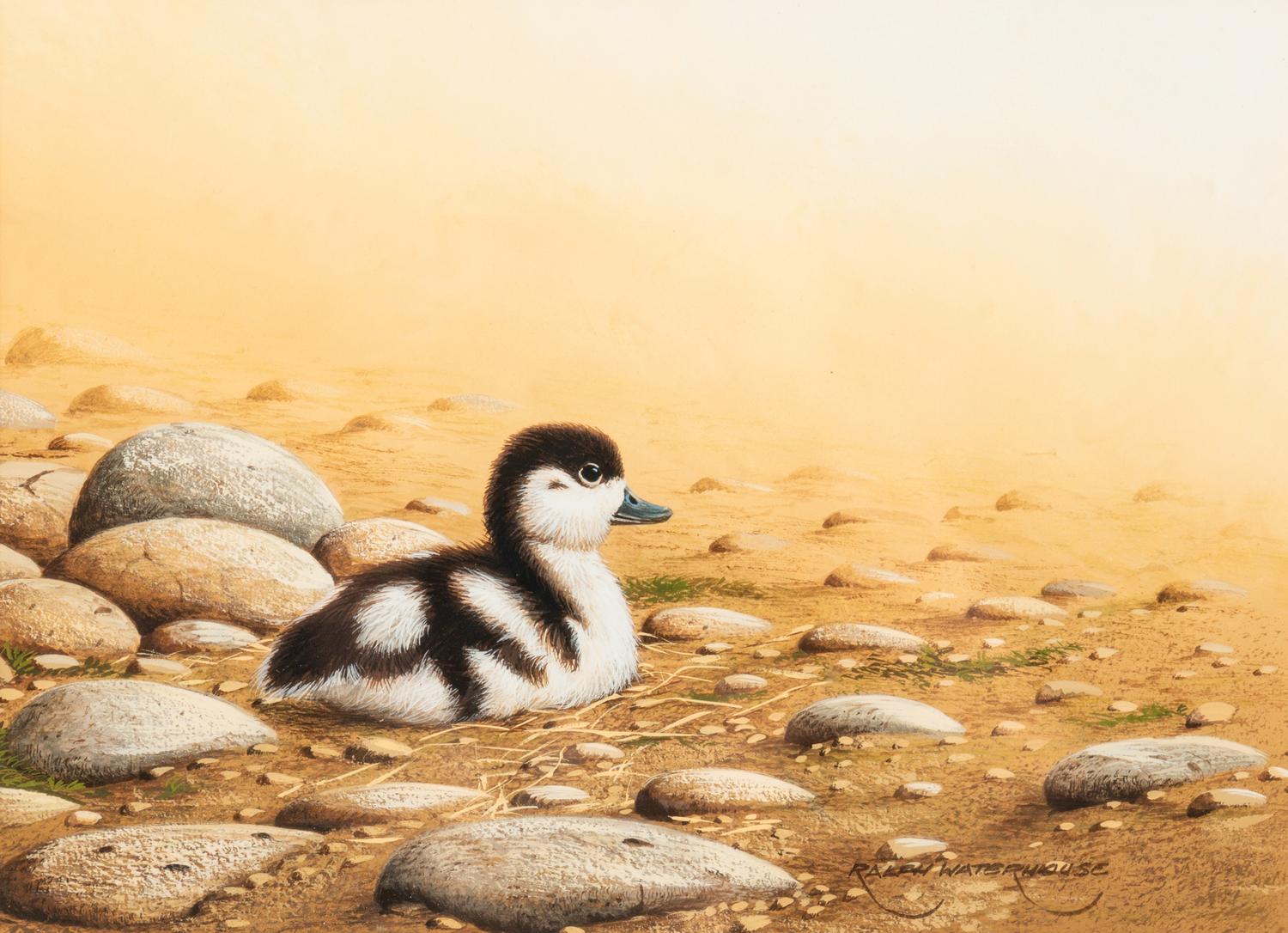 Shelduck Chick