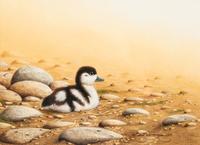 Shelduck Chick