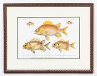 A Set of Four Ichthyological Prints Height of each 19 1/2 x width 25 inches (framed).
