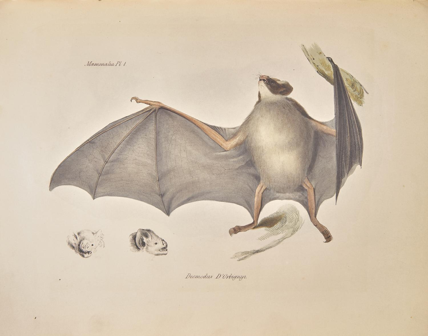 [Natural History] Darwin, Charles, and Richard Owen, and George R. Waterhouse. The Zoology of the Voyage of H.M.S. Beagle, Under the Command of Captain Fitzroy, R.N., During the Years 1832-1836...