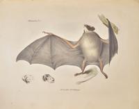[Natural History] Darwin, Charles, and Richard Owen, and George R. Waterhouse. The Zoology of the Voyage of H.M.S. Beagle, Under the Command of Captain Fitzroy, R.N., During the Years 1832-1836...