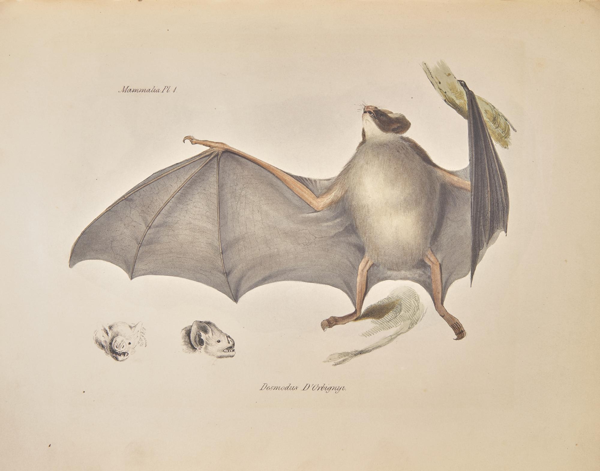 [Natural History] Darwin, Charles, and Richard Owen, and George R. Waterhouse. The Zoology of the Voyage of H.M.S. Beagle, Under the Command of Captain Fitzroy, R.N., During the Years 1832-1836...