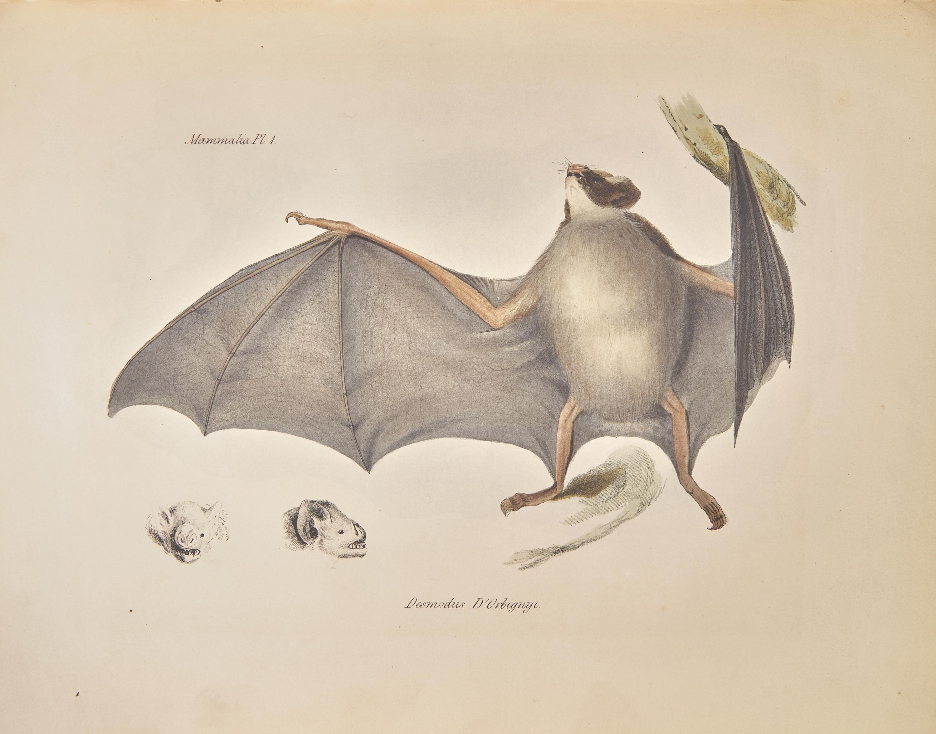 [Natural History] Darwin, Charles, and Richard Owen, and George R. Waterhouse. The Zoology of the Voyage of H.M.S. Beagle, Under the Command of Captain Fitzroy, R.N., During the Years 1832-1836...