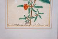 English School Double Blossomed Pomegranate and Sweet Peas watercolor Each 9 x 6 3/4 inches.