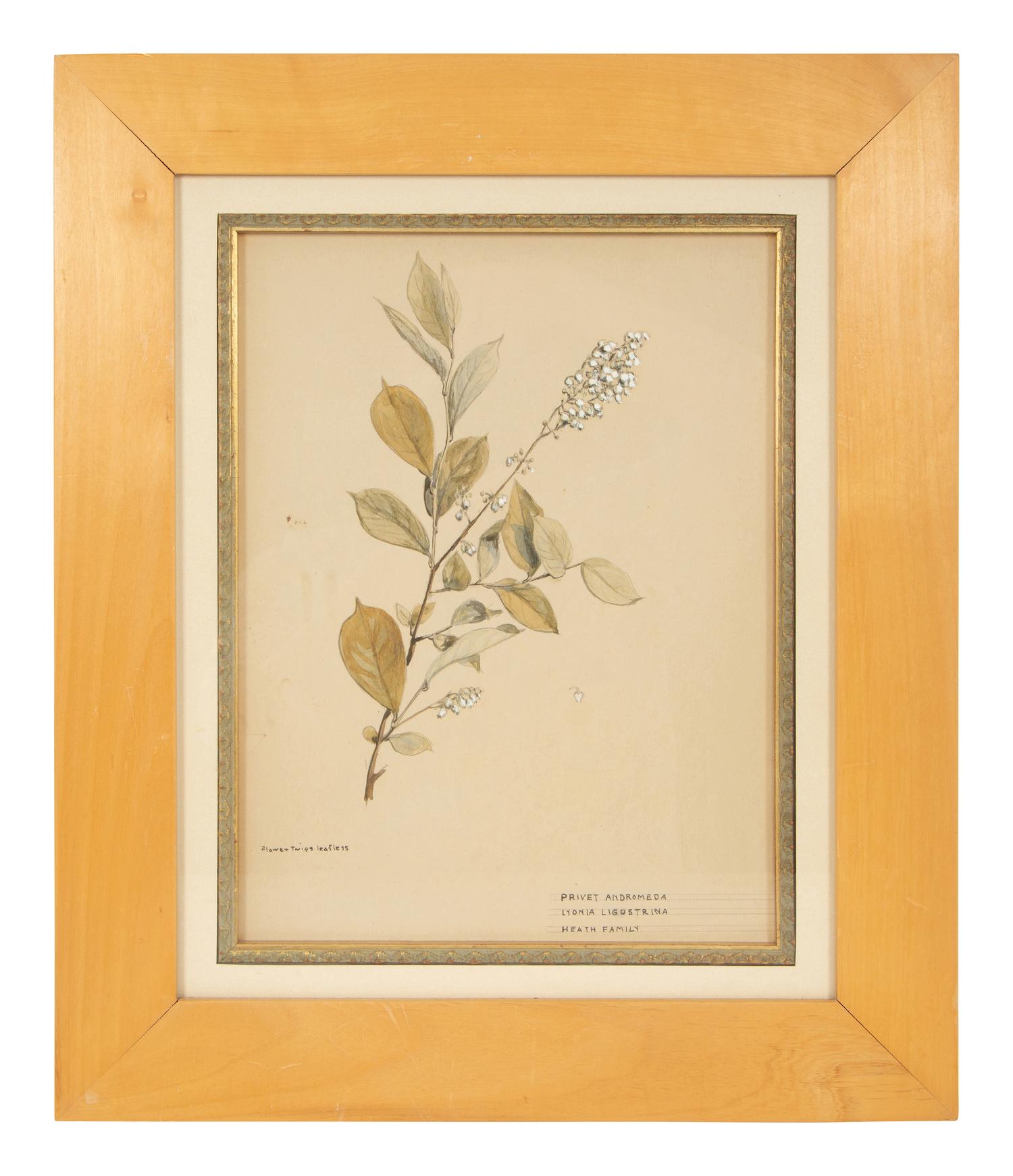 Eighteen Botanical Watercolors