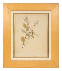 Eighteen Botanical Watercolors