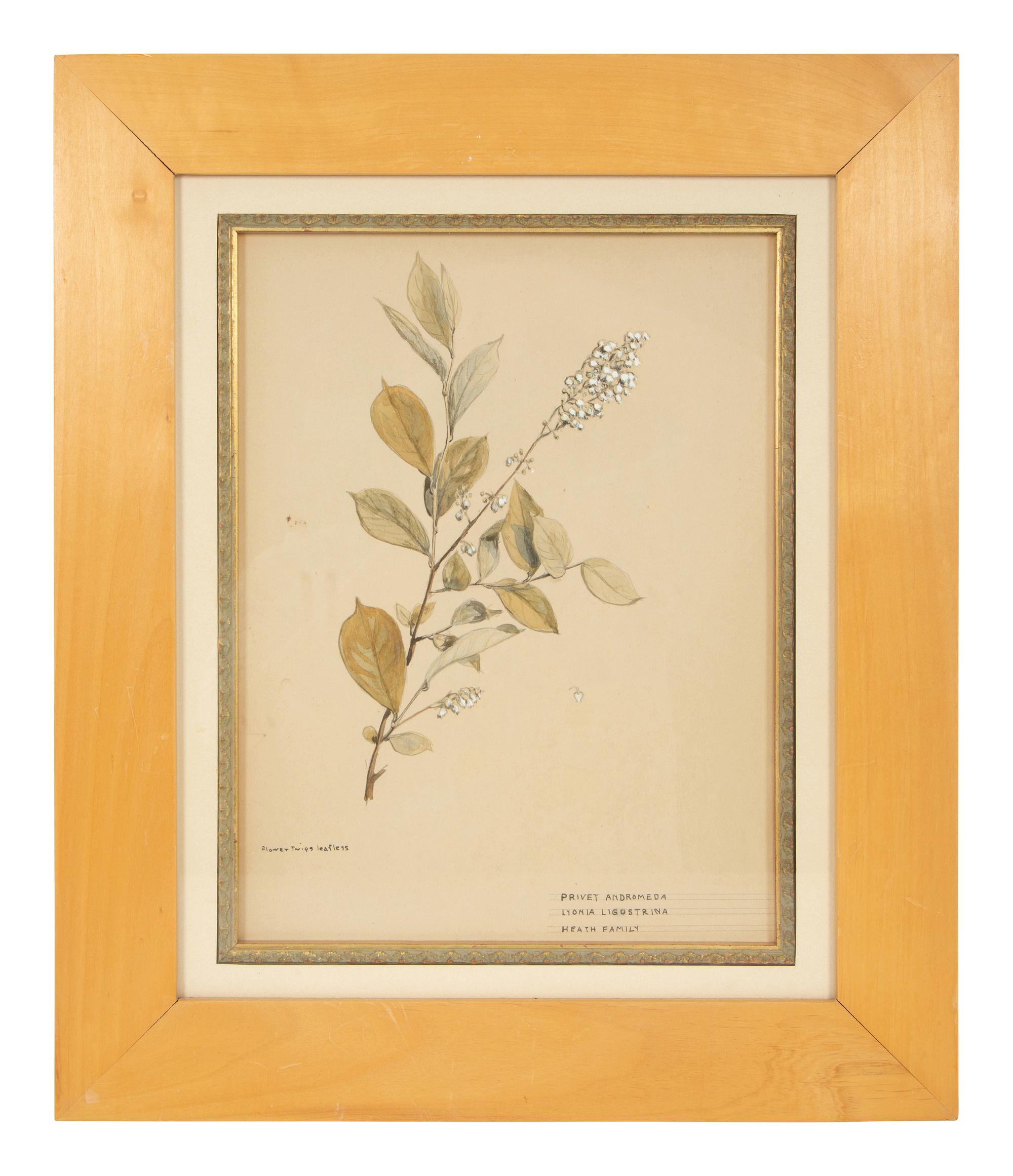 Eighteen Botanical Watercolors