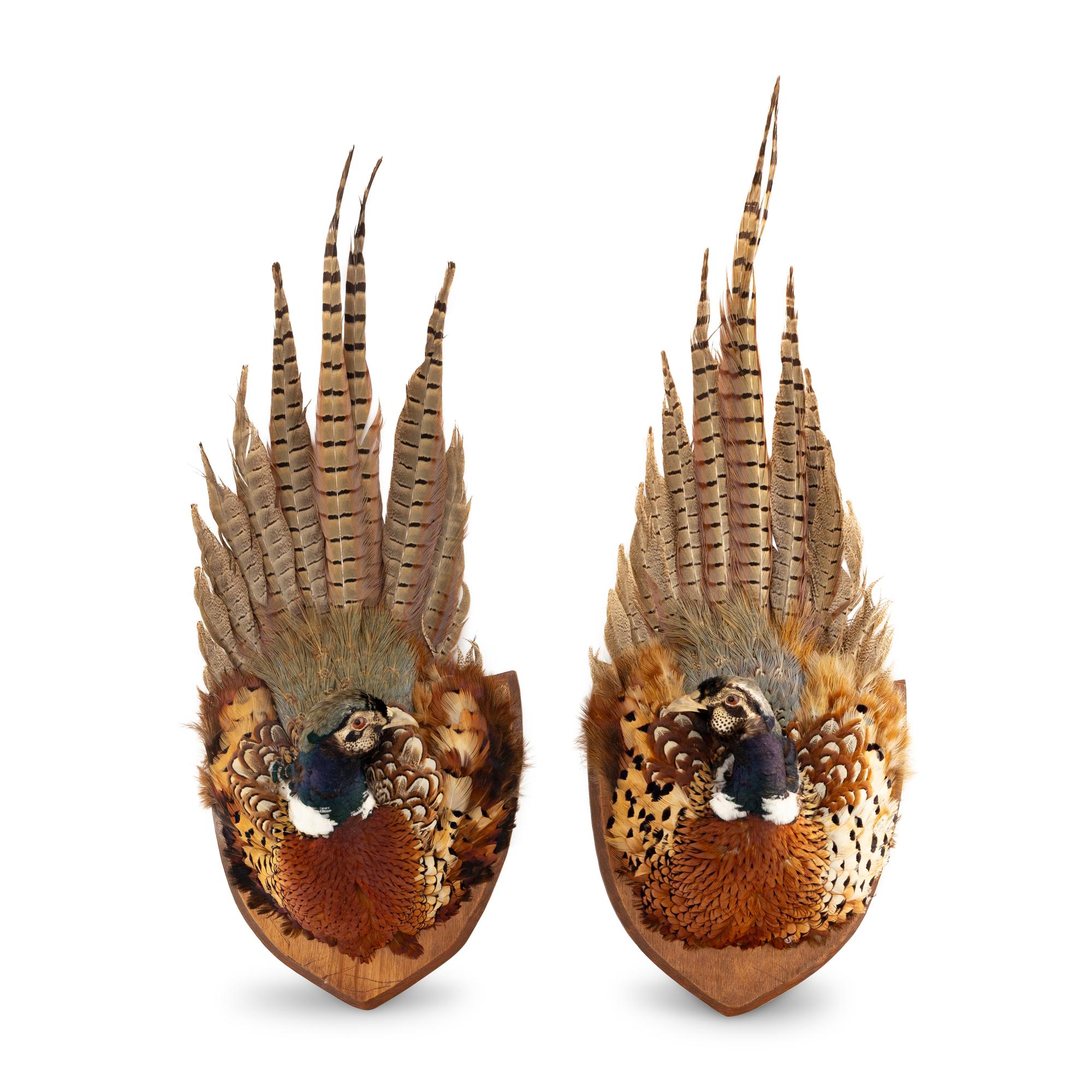 A Pair of Taxidermy Pheasant Wall Plaques