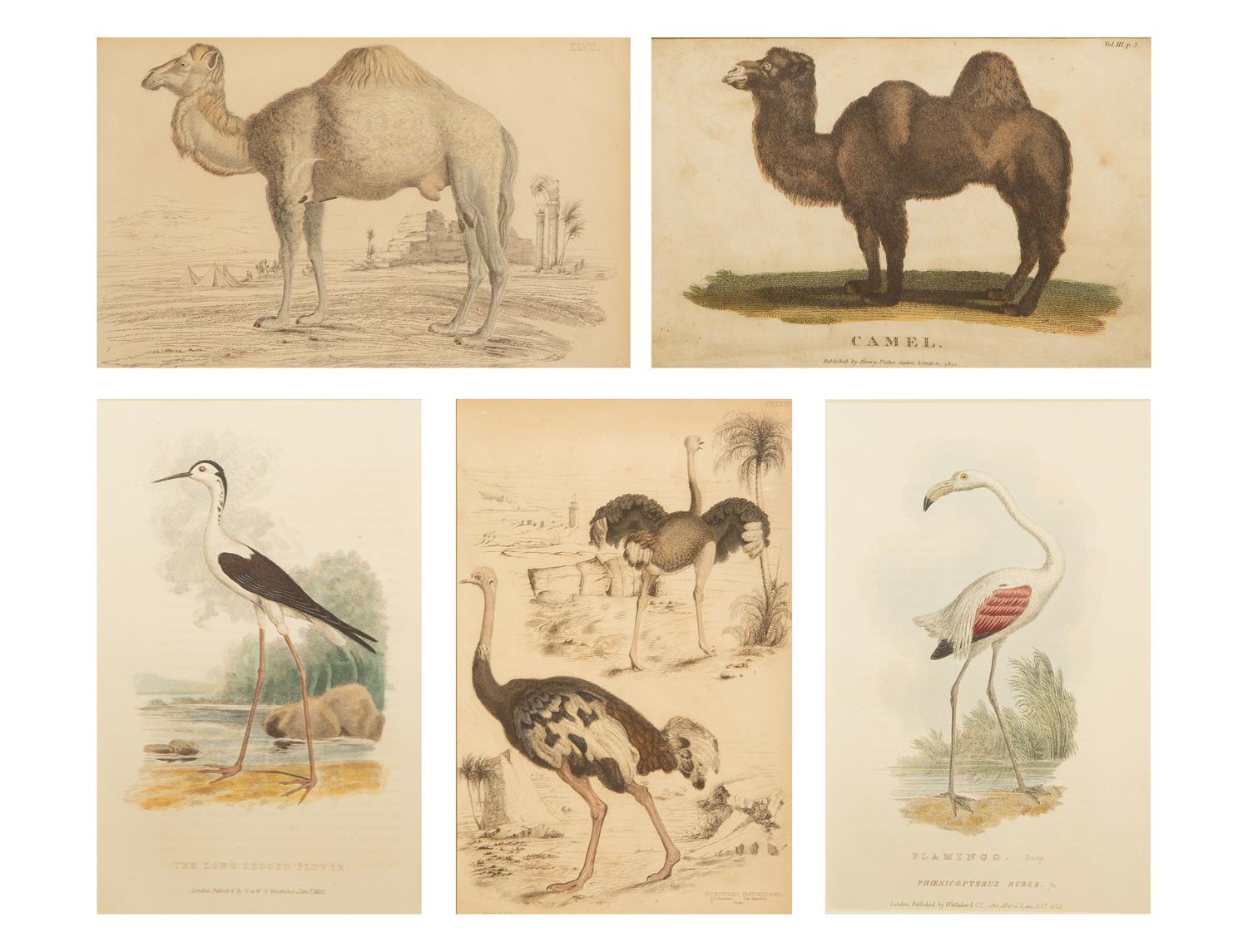 Five Miscellaneous Color Engravings