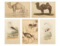 Five Miscellaneous Color Engravings