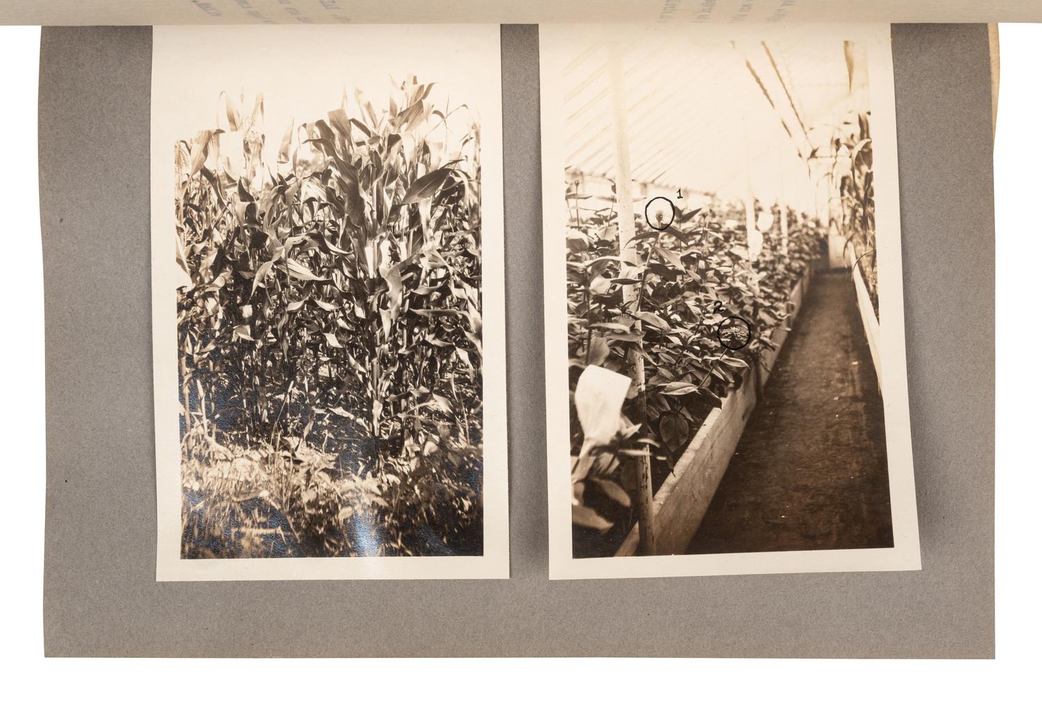 [FLOWERING PLANTS]. A group of 10 works, including: