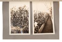 [FLOWERING PLANTS]. A group of 10 works, including: