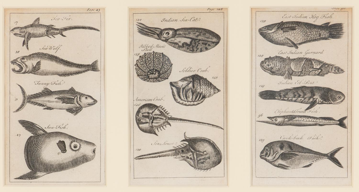 A Set of Seven Framed Groups of Ichthyological Engravings