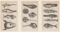 A Set of Seven Framed Groups of Ichthyological Engravings