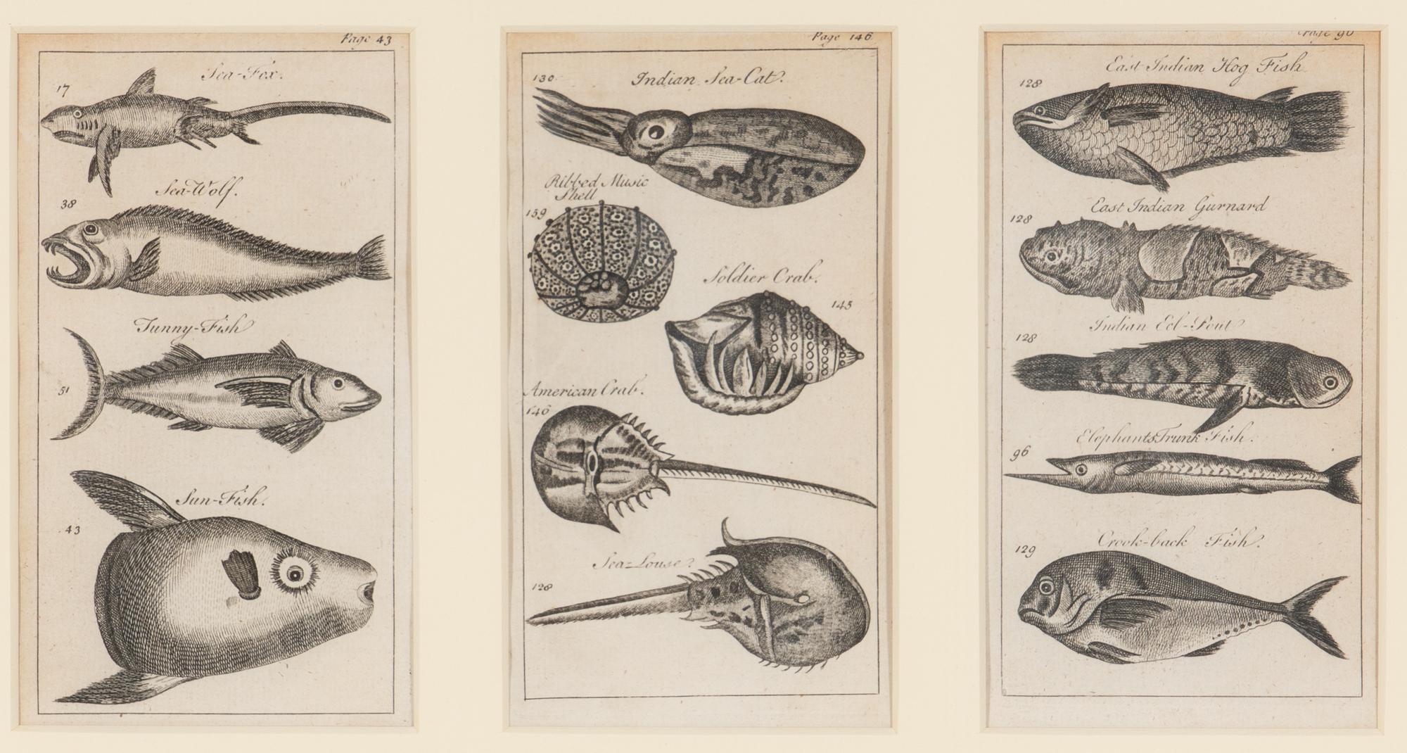 A Set of Seven Framed Groups of Ichthyological Engravings