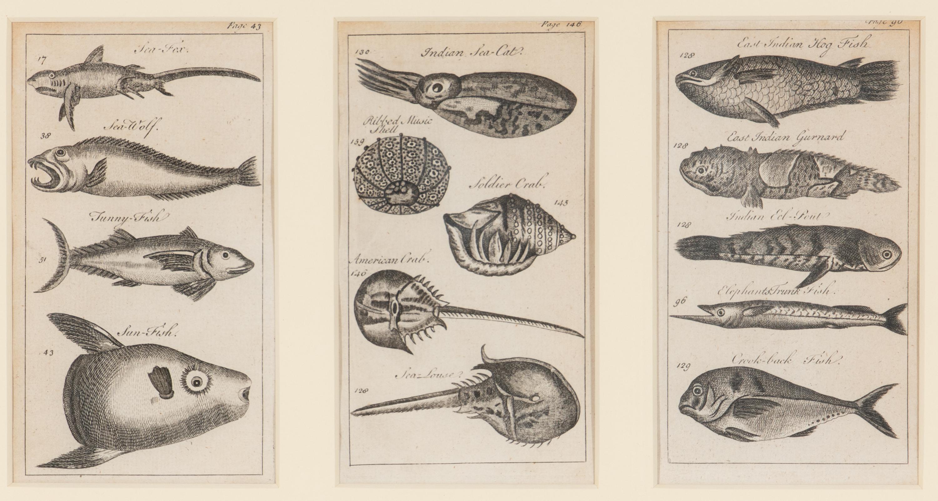 A Set of Seven Framed Groups of Ichthyological Engravings