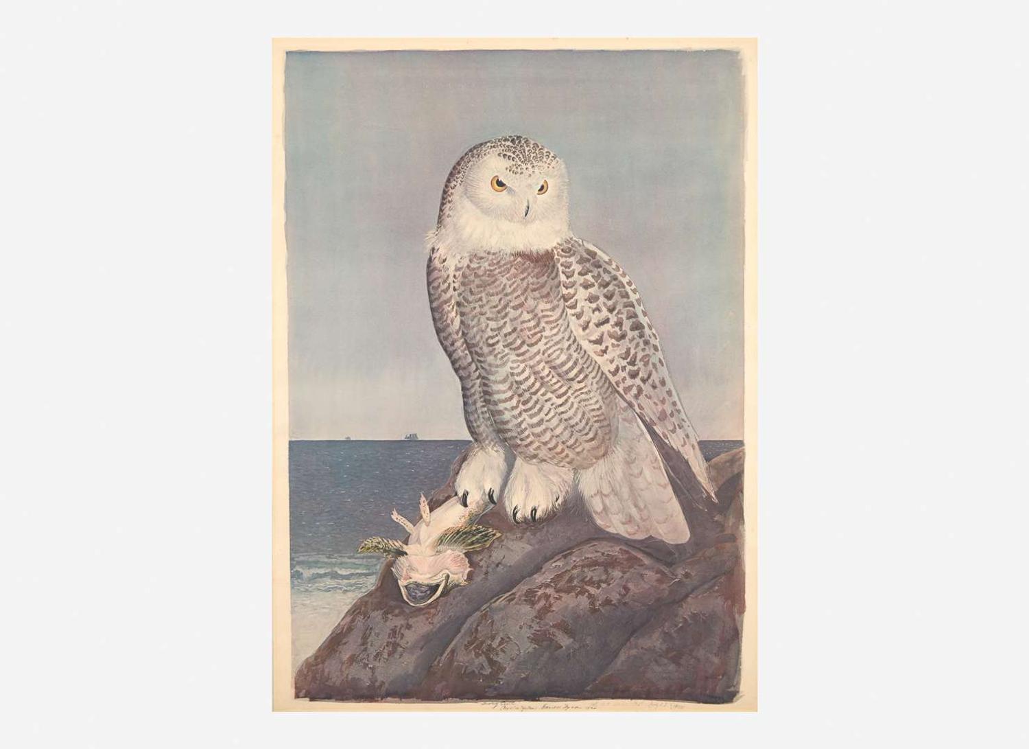 [Prints] Tyson, Carroll (Sargent): Snowy Owl