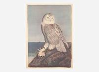 [Prints] Tyson, Carroll (Sargent): Snowy Owl