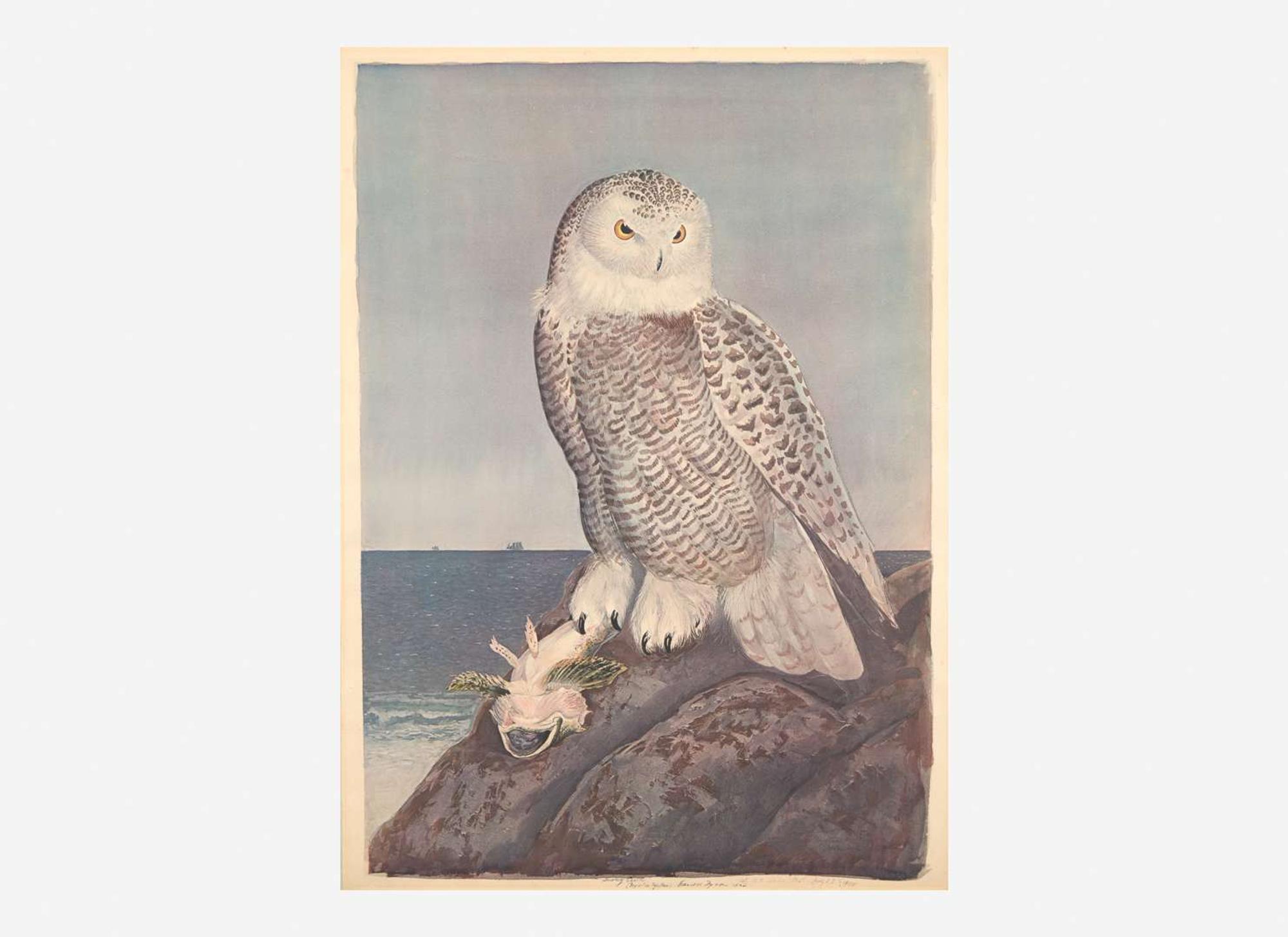 [Prints] Tyson, Carroll (Sargent): Snowy Owl