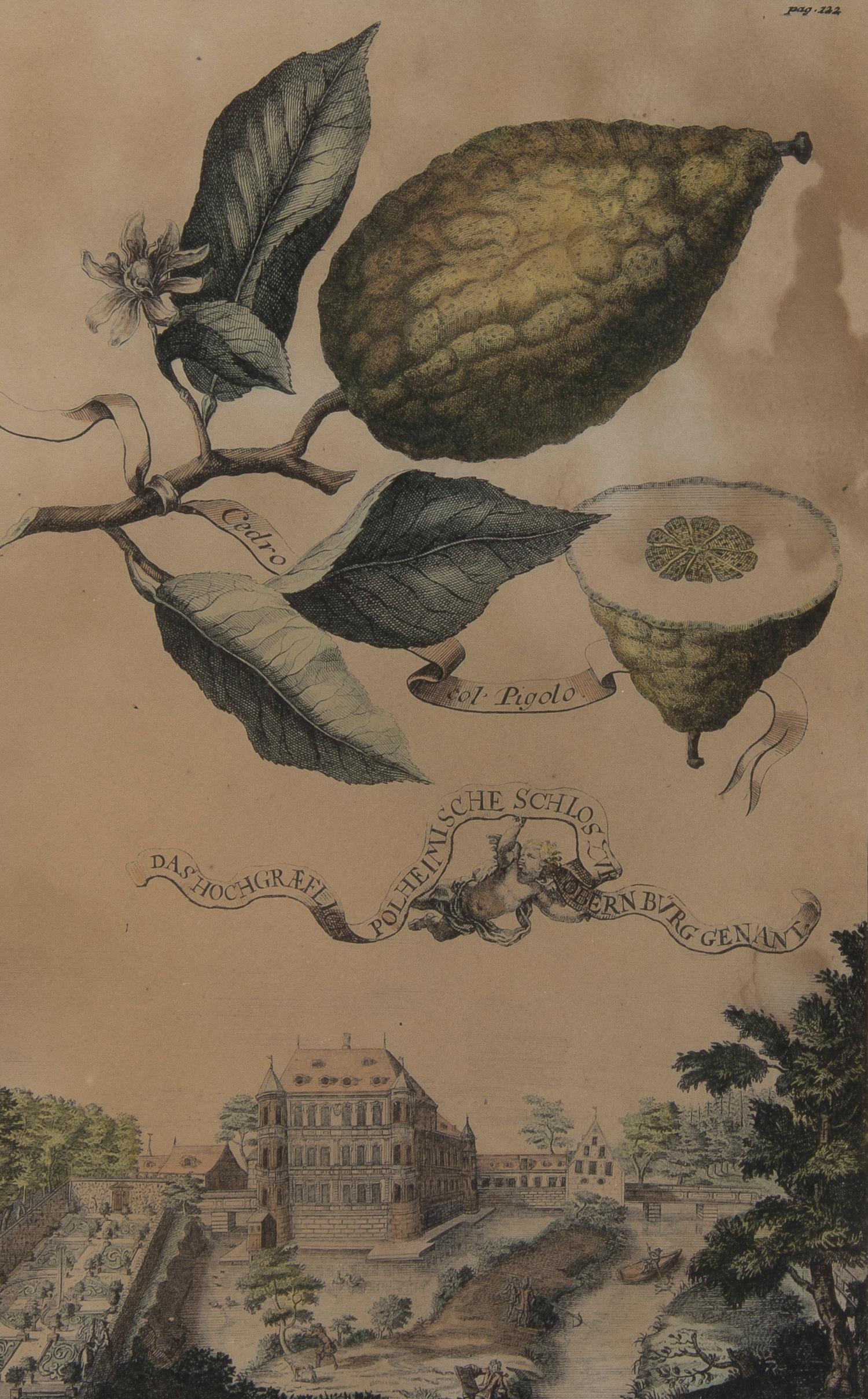 A Collection of Five Botanical Prints, Height of first overall 14 1/8 inches.