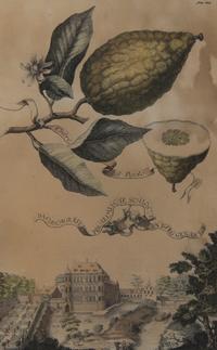 A Collection of Five Botanical Prints, Height of first overall 14 1/8 inches.